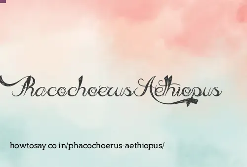 Phacochoerus Aethiopus