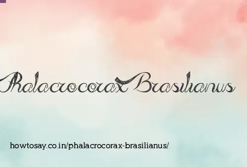 Phalacrocorax Brasilianus