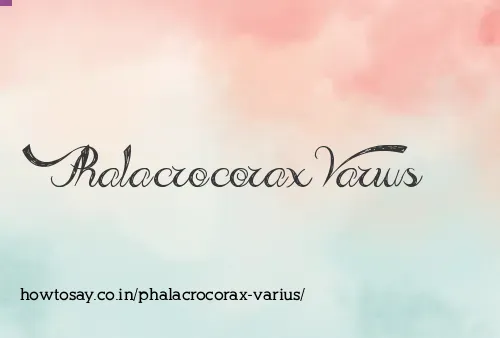 Phalacrocorax Varius