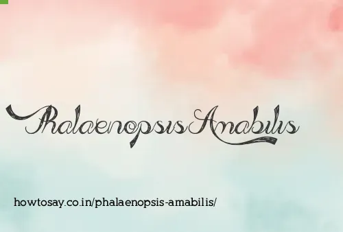 Phalaenopsis Amabilis