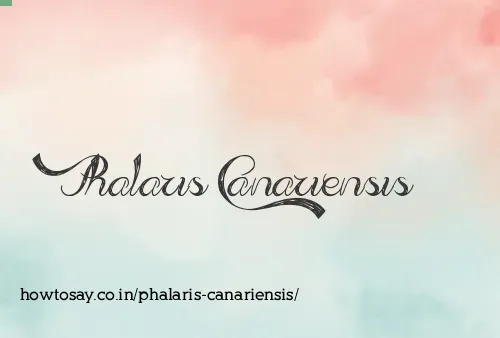 Phalaris Canariensis