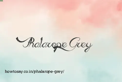 Phalarope Grey