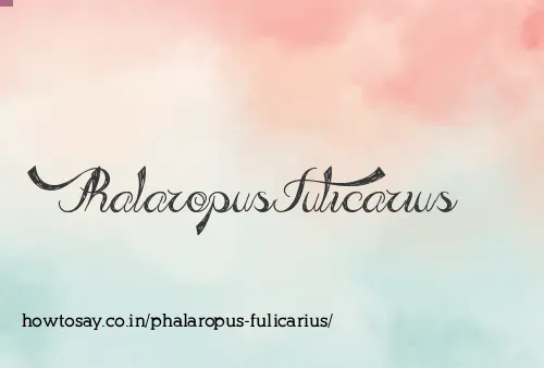 Phalaropus Fulicarius