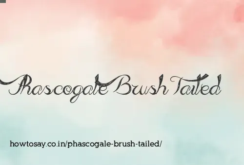 Phascogale Brush Tailed