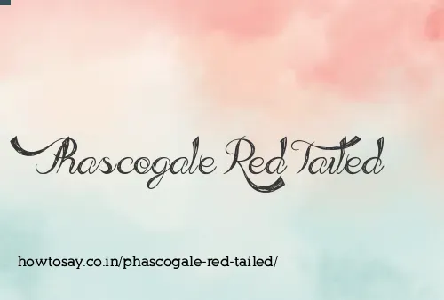 Phascogale Red Tailed