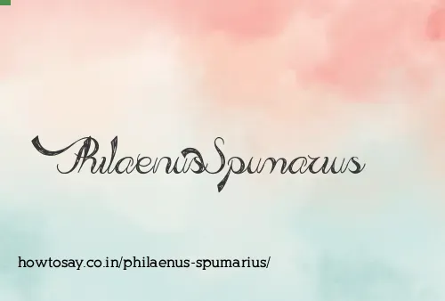 Philaenus Spumarius