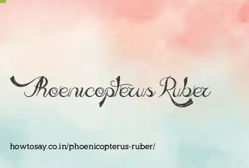 Phoenicopterus Ruber