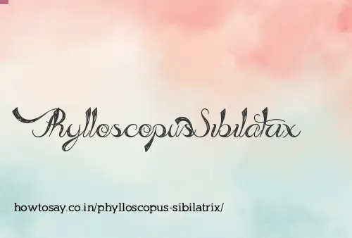 Phylloscopus Sibilatrix