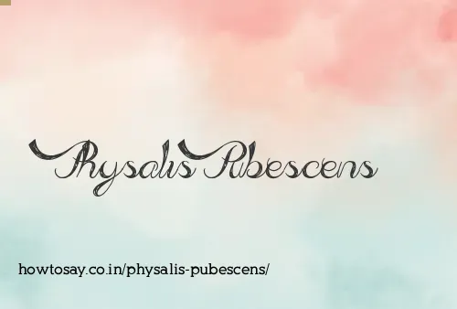 Physalis Pubescens