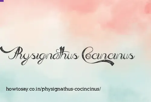 Physignathus Cocincinus