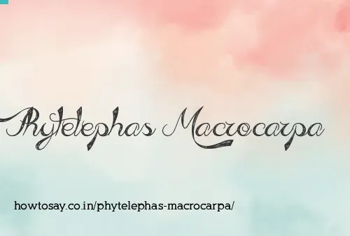 Phytelephas Macrocarpa