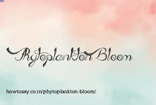 Phytoplankton Bloom
