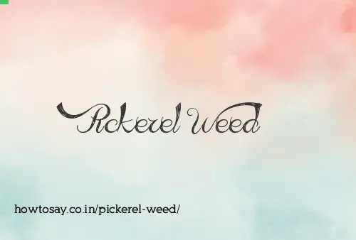Pickerel Weed