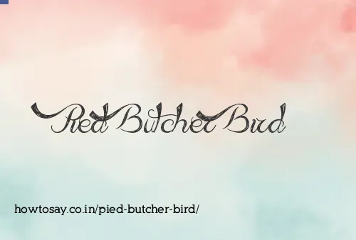 Pied Butcher Bird
