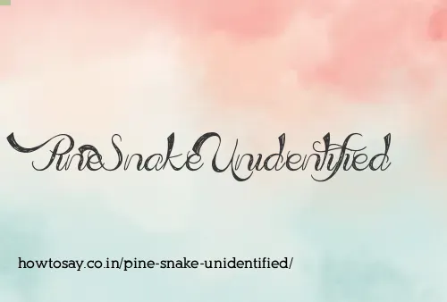 Pine Snake Unidentified
