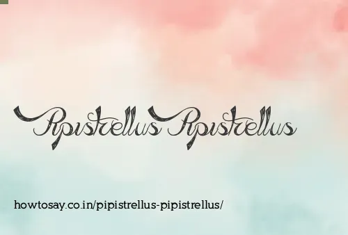 Pipistrellus Pipistrellus