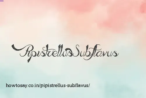 Pipistrellus Subflavus