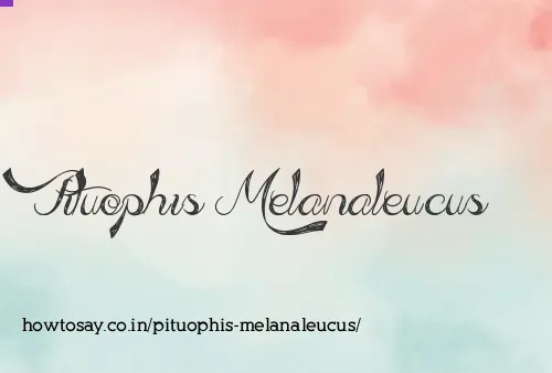 Pituophis Melanaleucus