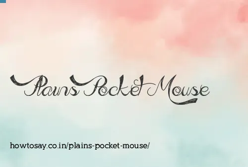 Plains Pocket Mouse