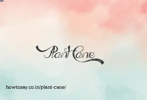 Plant Cane