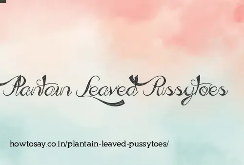Plantain Leaved Pussytoes