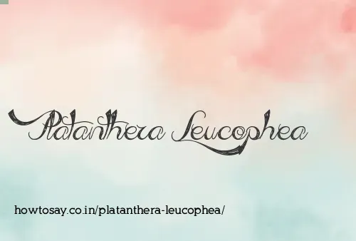 Platanthera Leucophea
