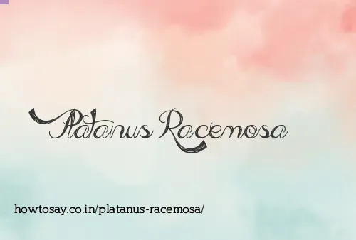 Platanus Racemosa