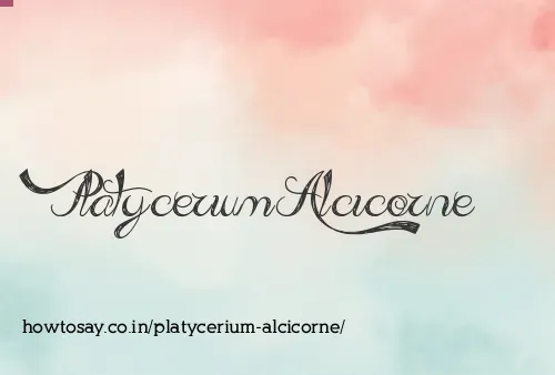 Platycerium Alcicorne