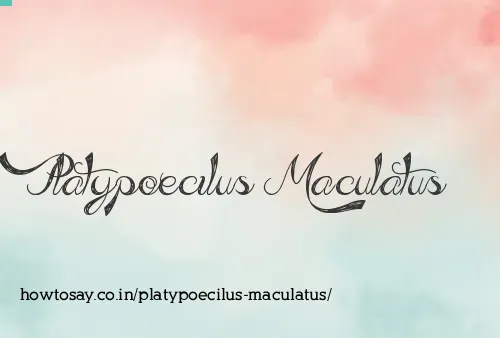 Platypoecilus Maculatus