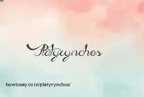 Platyrynchos