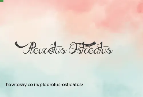 Pleurotus Ostreatus