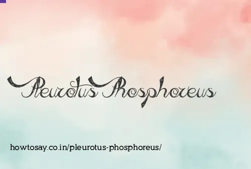 Pleurotus Phosphoreus