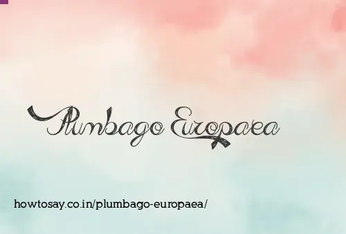 Plumbago Europaea