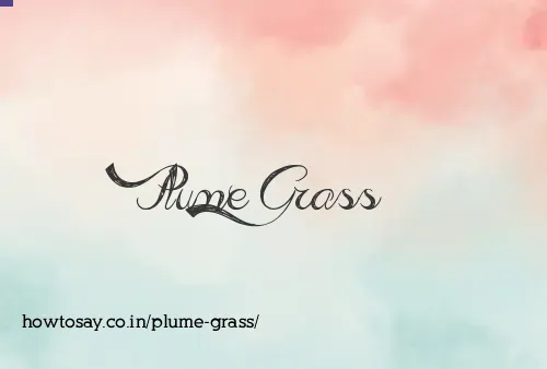 Plume Grass