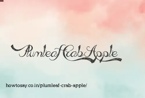 Plumleaf Crab Apple