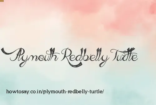 Plymouth Redbelly Turtle