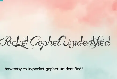 Pocket Gopher Unidentified