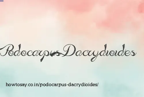 Podocarpus Dacrydioides