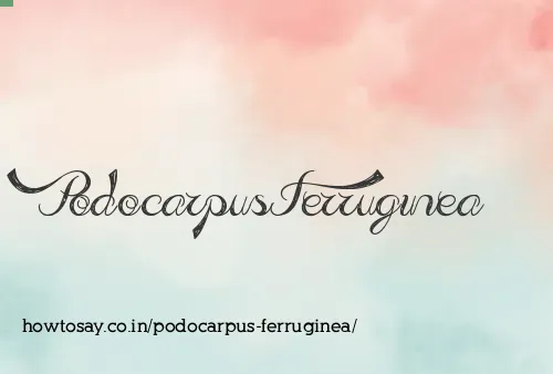 Podocarpus Ferruginea