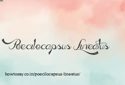 Poecilocapsus Lineatus