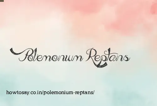 Polemonium Reptans