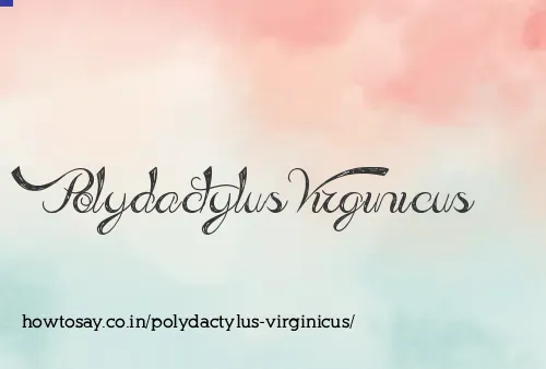 Polydactylus Virginicus