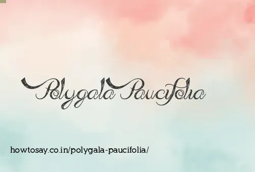 Polygala Paucifolia