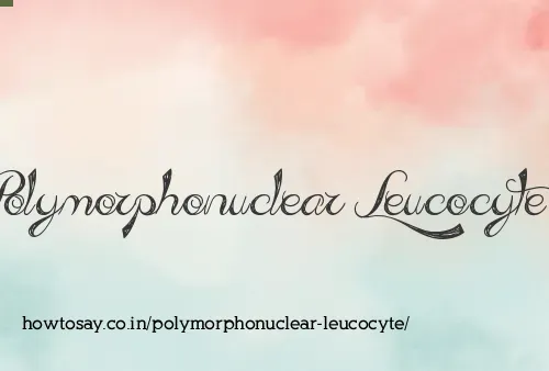 Polymorphonuclear Leucocyte