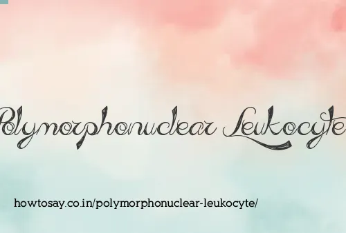Polymorphonuclear Leukocyte