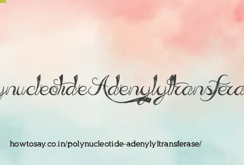 Polynucleotide Adenylyltransferase