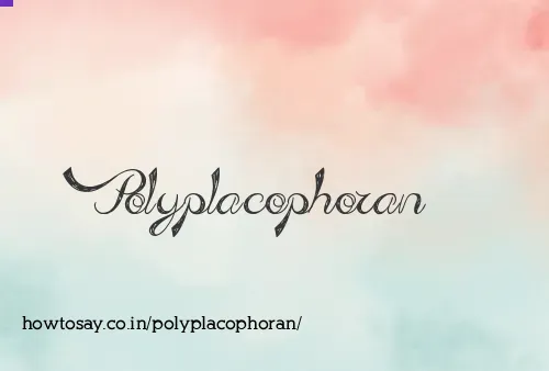 Polyplacophoran