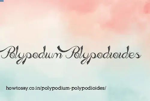 Polypodium Polypodioides