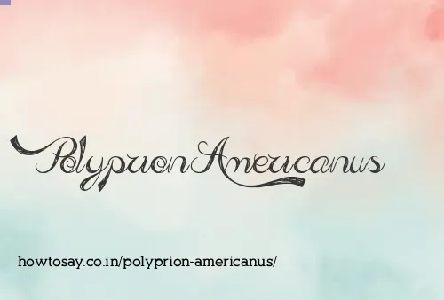 Polyprion Americanus