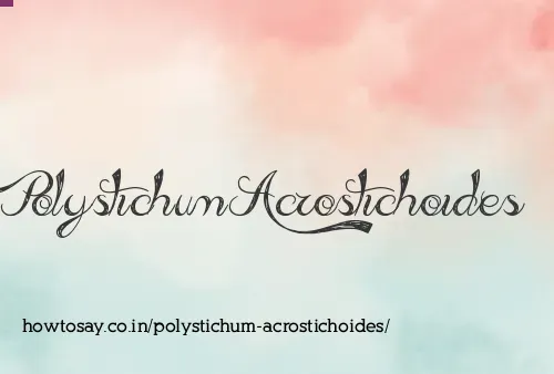 Polystichum Acrostichoides